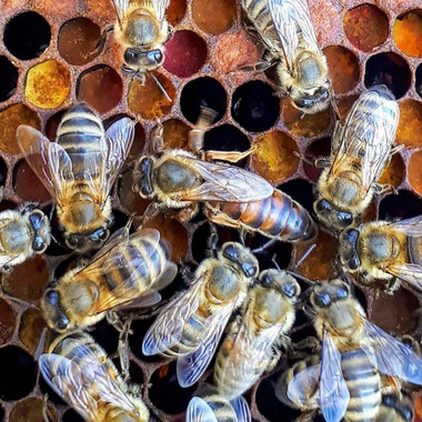 Hawaiian Bred Carniolan Queen Bee