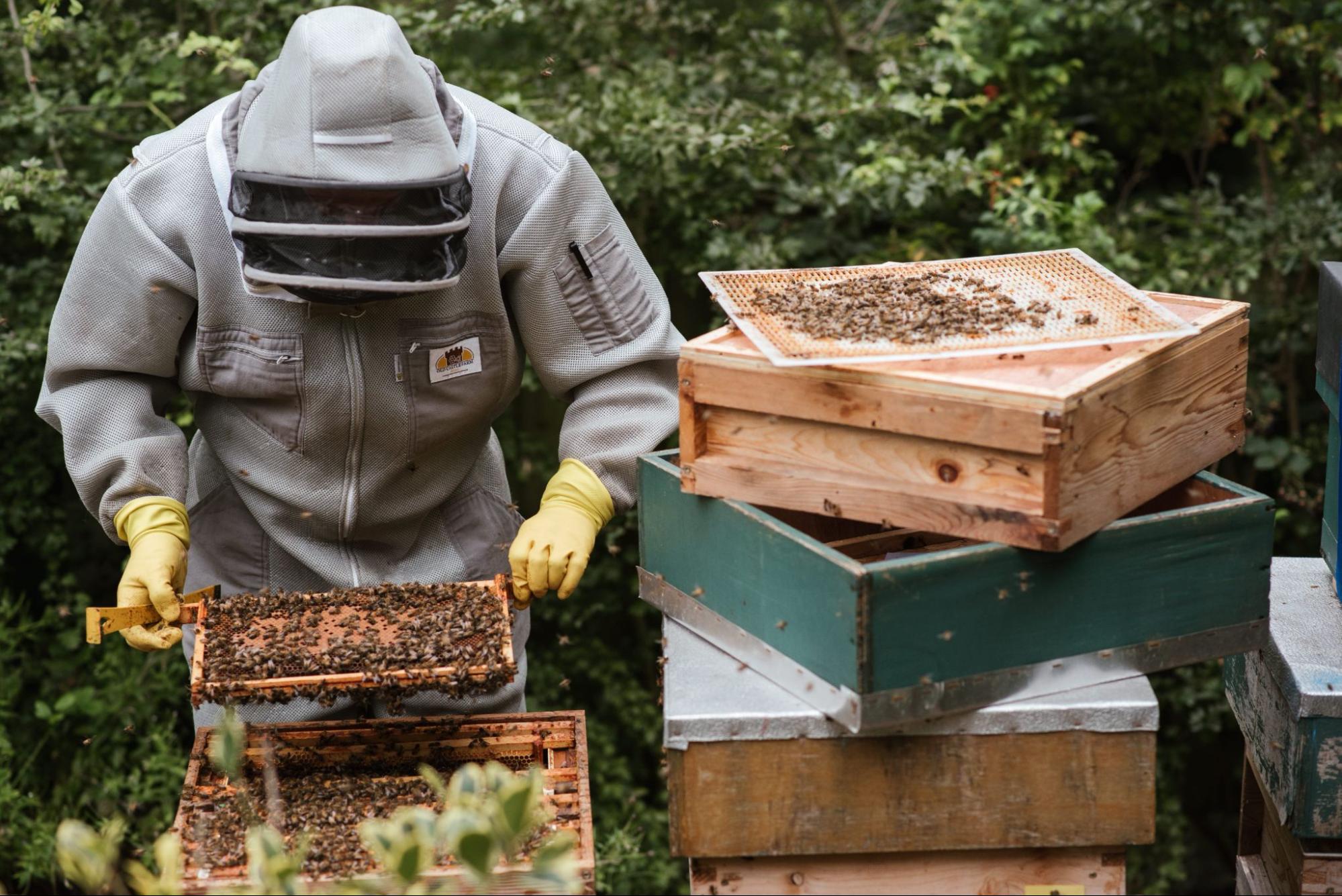 beekeeper inspecting honeycomb frames