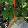 Bee Swarm Trap