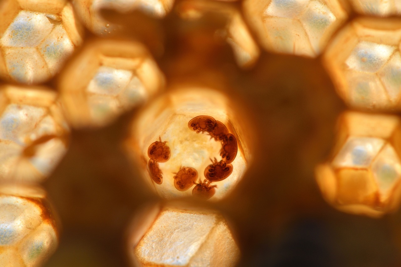 honeybee larvae with varroa mites