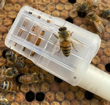 Florida Raised Carniolan Queen Bee - Shipped ,BE317 UPS, BE317 USPS, Mann Lake Ltd.