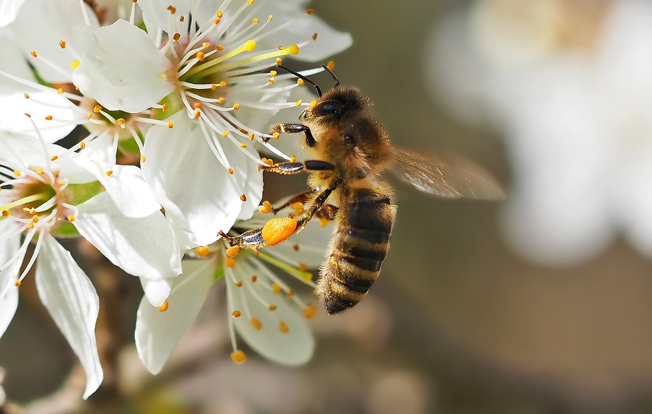 honey bee collecting nectar