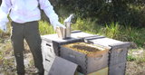 Spring Beekeeping: Preparing Your Hives for a Productive Season 